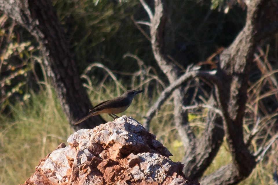 Sandstone Shrike-thrush (Colluricincla woodwardi)